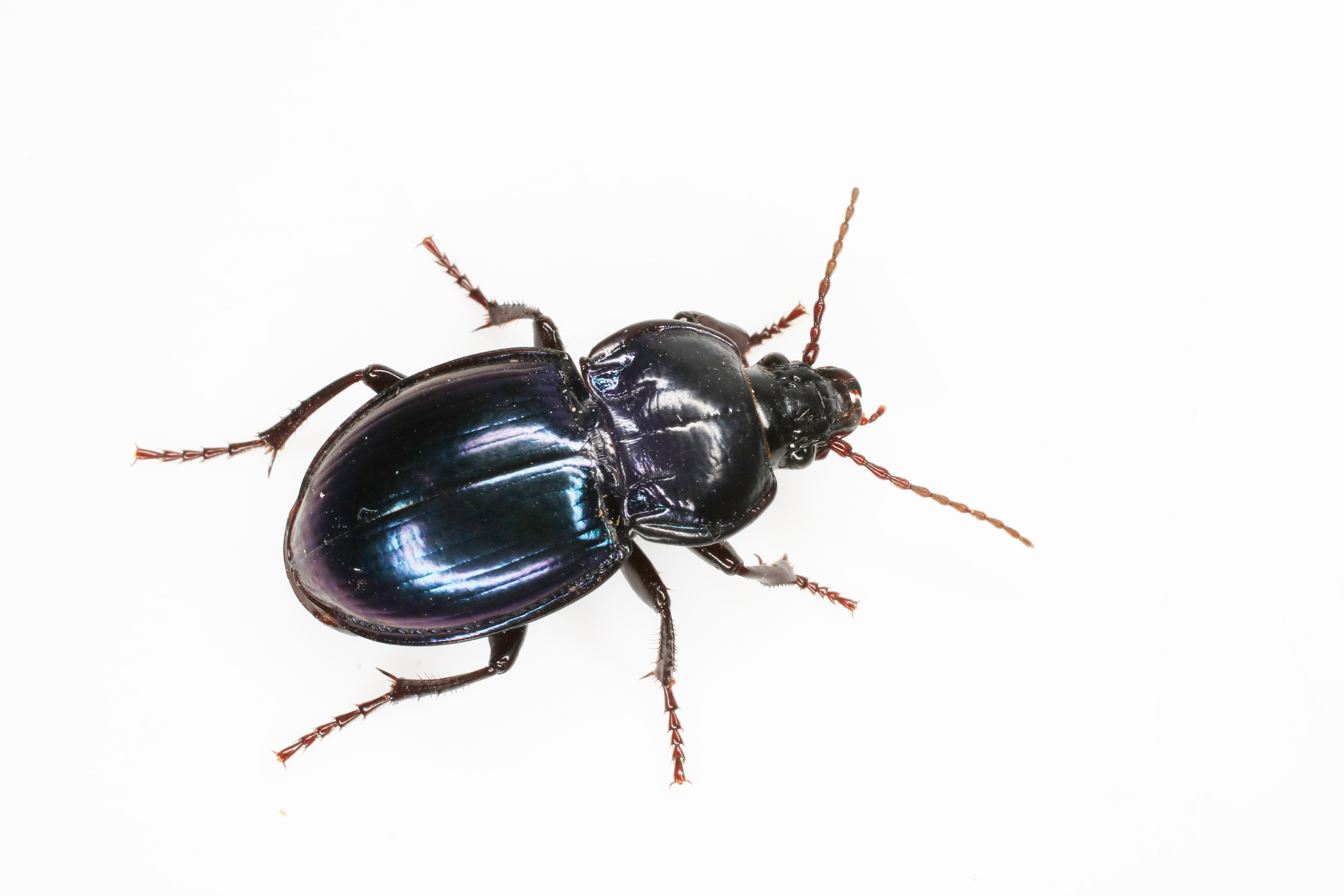 Carabidae: Myas chalybaeus